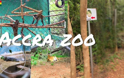 Exciting Zoo Trip